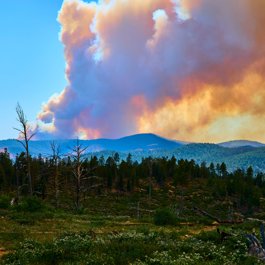 wildfire Wildfire